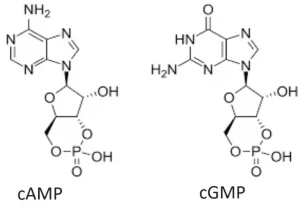 cAMP cGMP