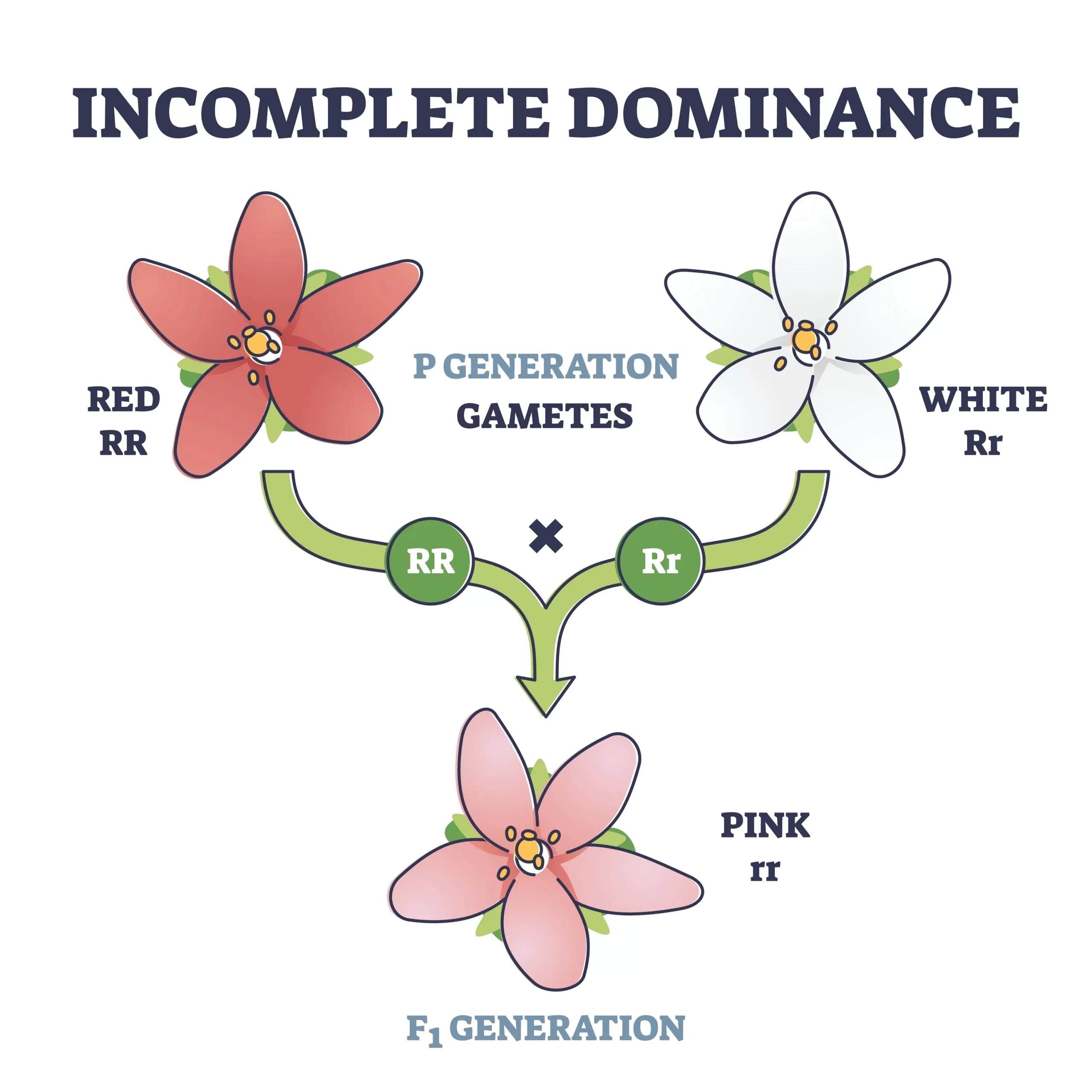 表現型と遺伝子型　花の色と不完全優性