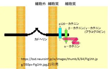 αカテニン、βカテニン、カドヘリン