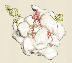 CRISPR - CAS9