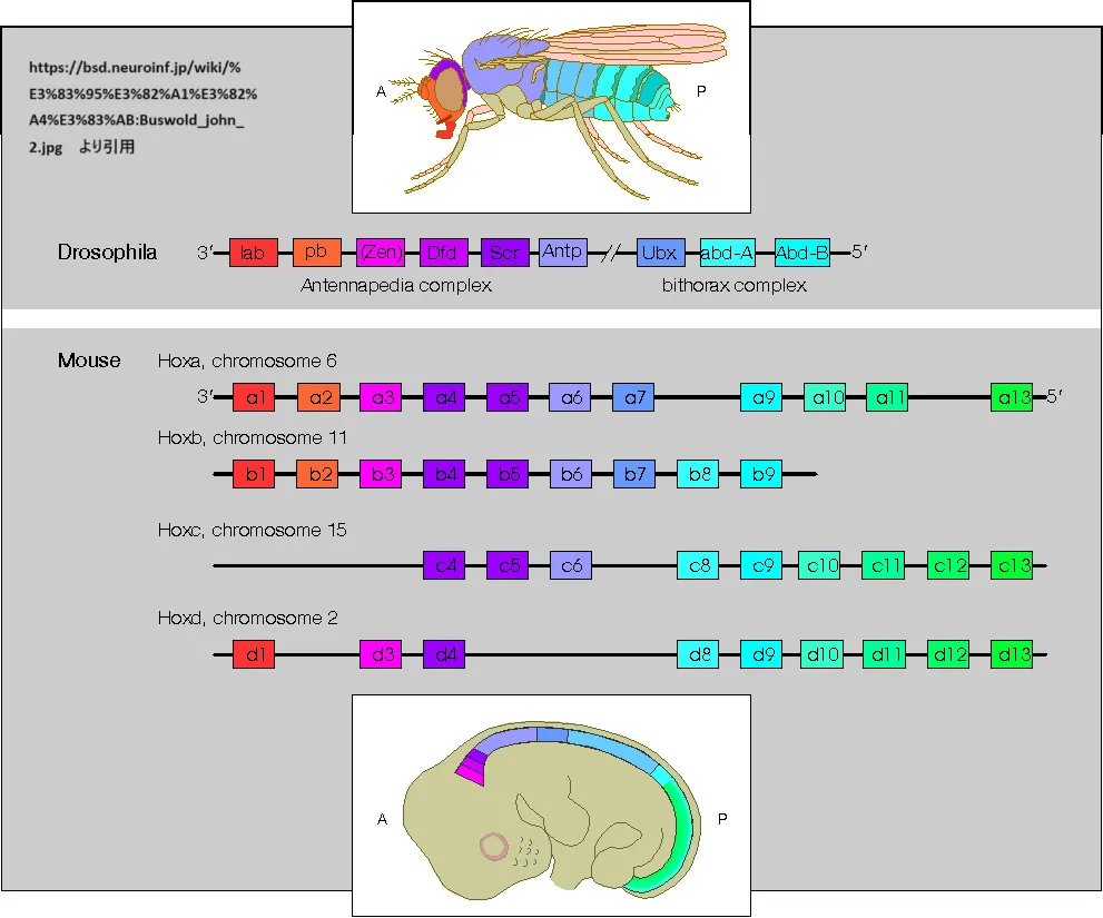 ショウジョウバエのアンテナペディア遺伝子複合体とバイソラックス遺伝子複合体およびマウス(哺乳類)におけるホモログであるHox遺伝子のクラスター