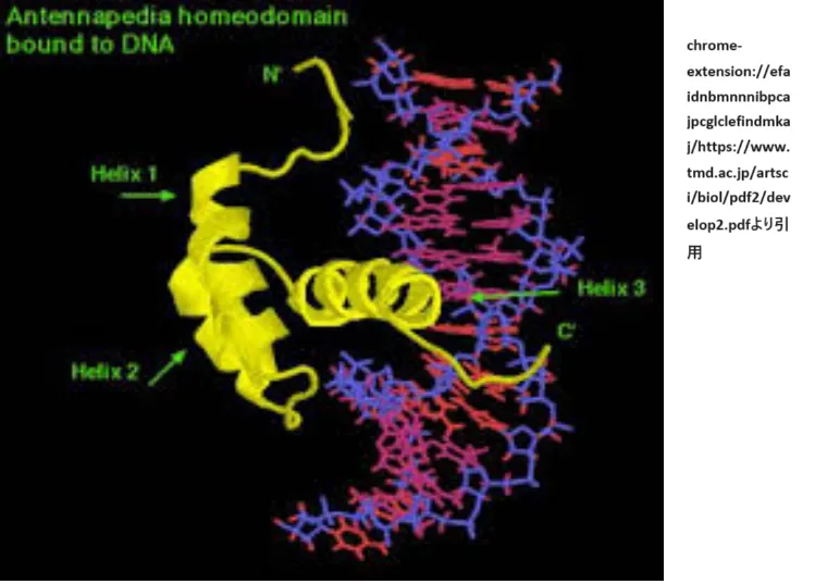 アンテナペディアのホメオドメインがDNAに結合する模式図