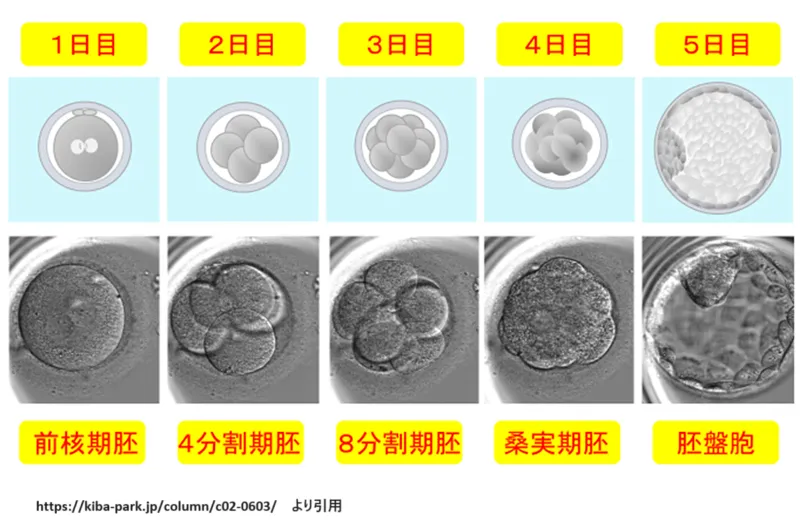 受精から胚盤胞まで