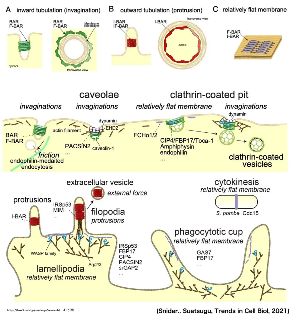 クラスリン被覆小孔、カベオラ、フィロポディア、ラメリポディア