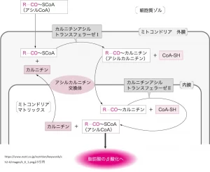 代謝におけるパルミトイルCoAの役割