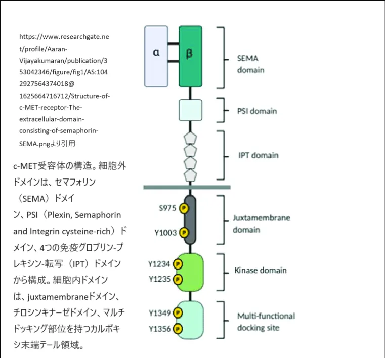 IPTドメインをもつc-MET受容体の構造