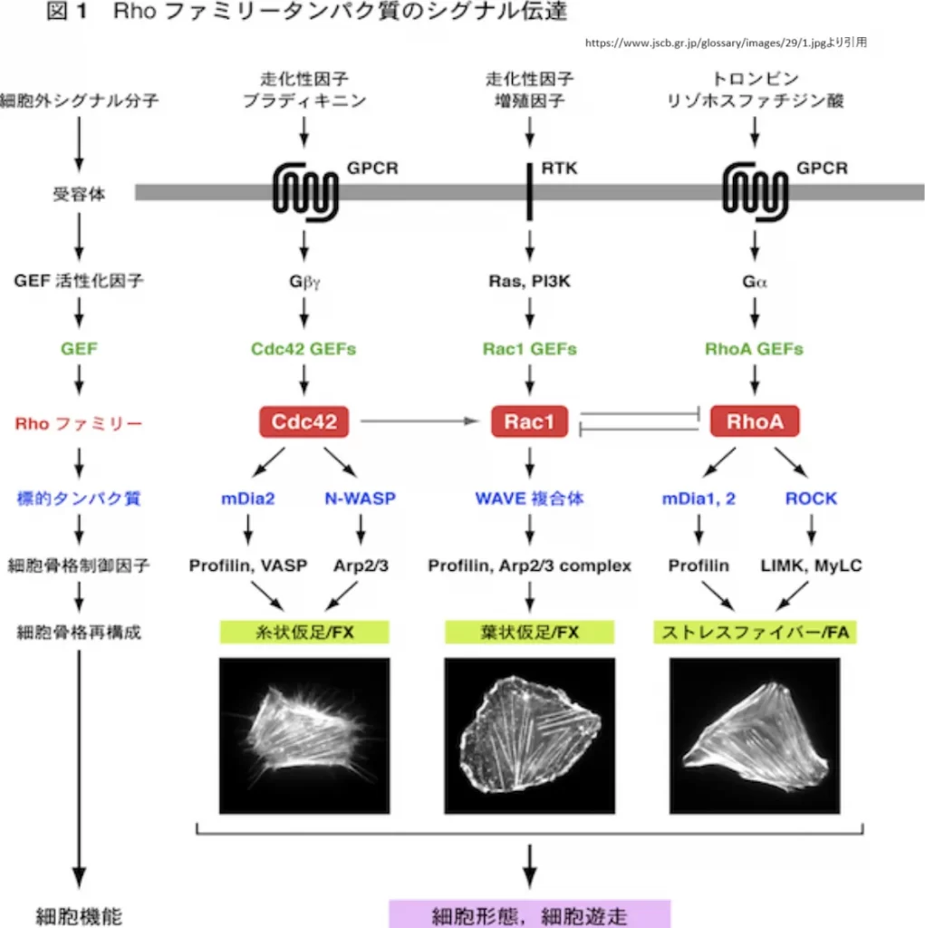 GEF,Rhoファミリータンパクのシグナル伝達