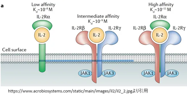 Interleukin Receptorsの構造