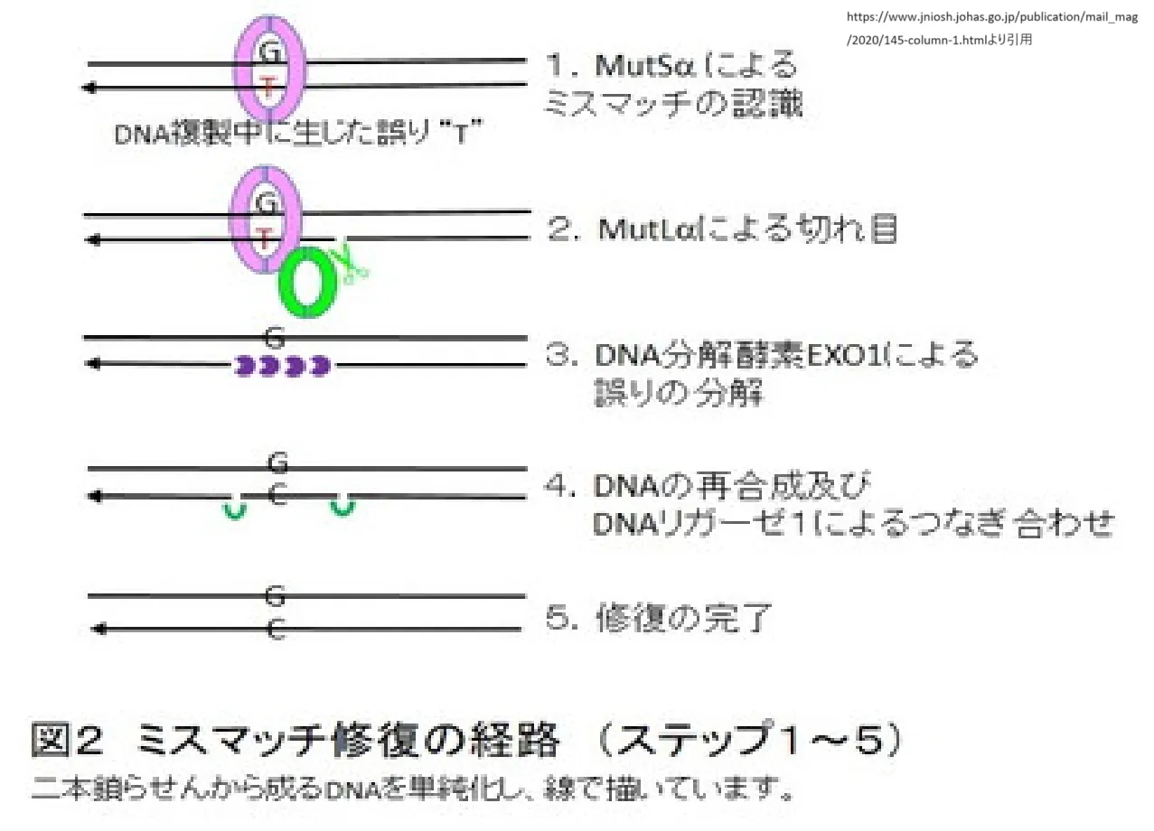 ミスマッチリペアMMR