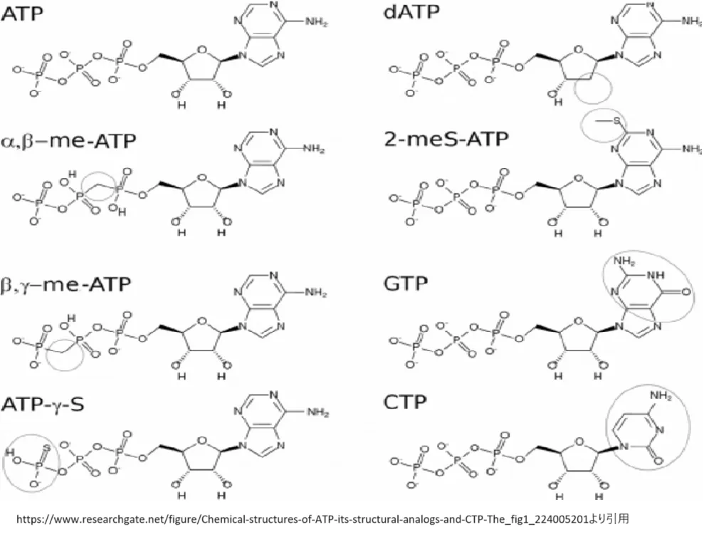 Chemical structures of ATP, its structural analogs, and CTP