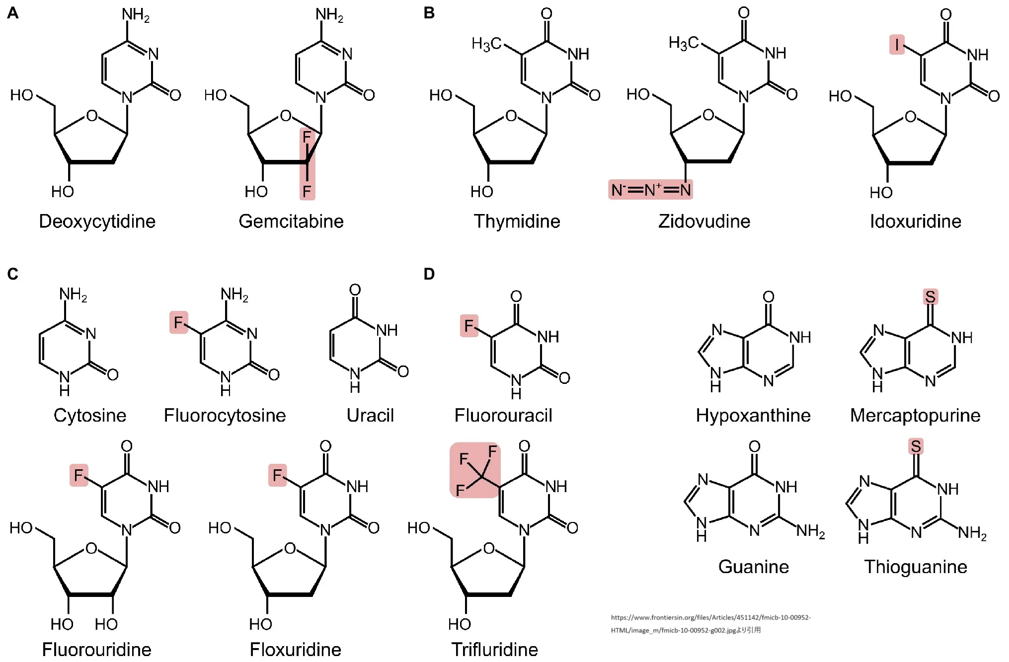 Nucleoside Analogues as Antibacterial Agents