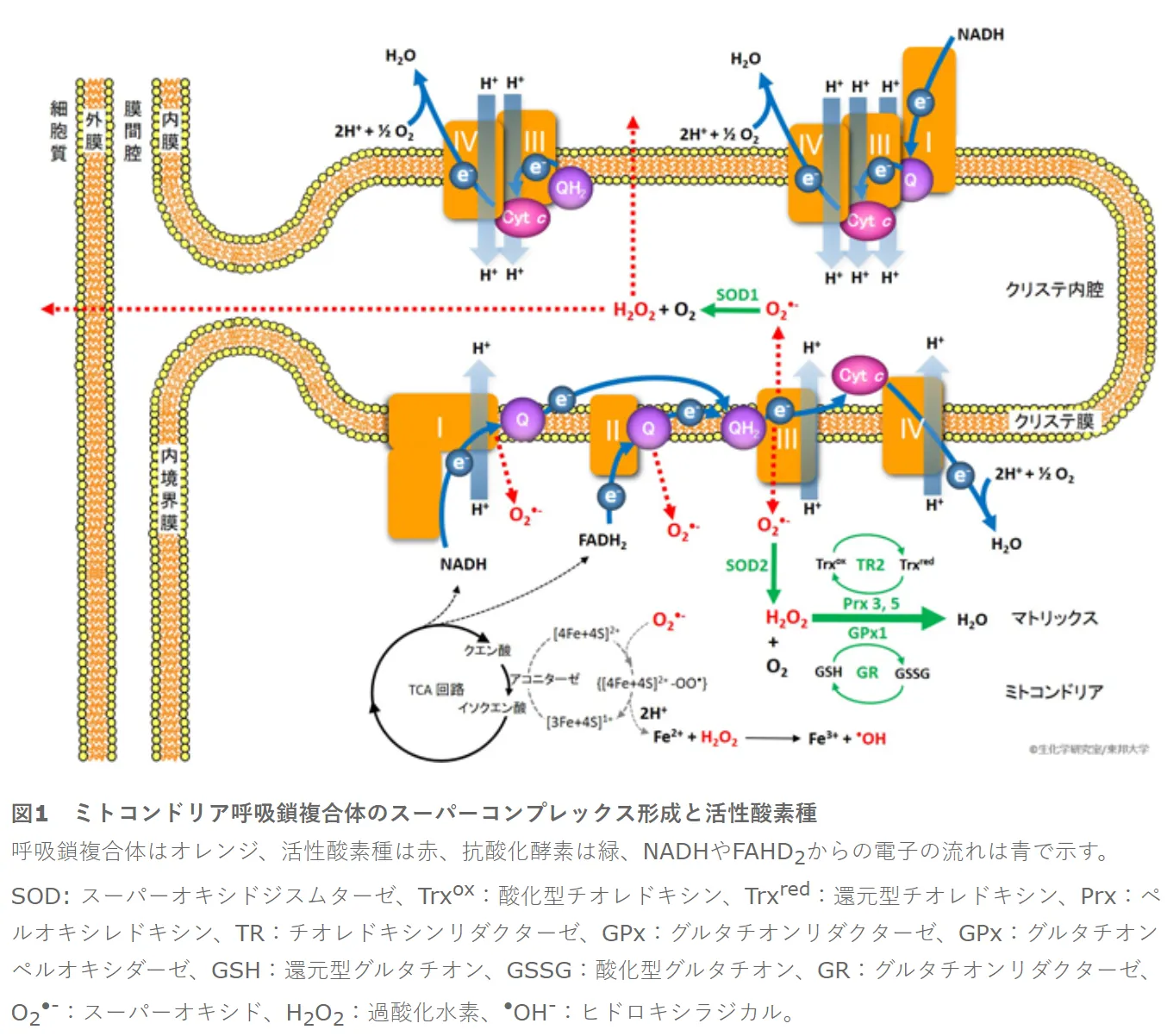 ミトコンドリア呼吸鎖複合体のスーパーコンプレックス形成と活性酸素種