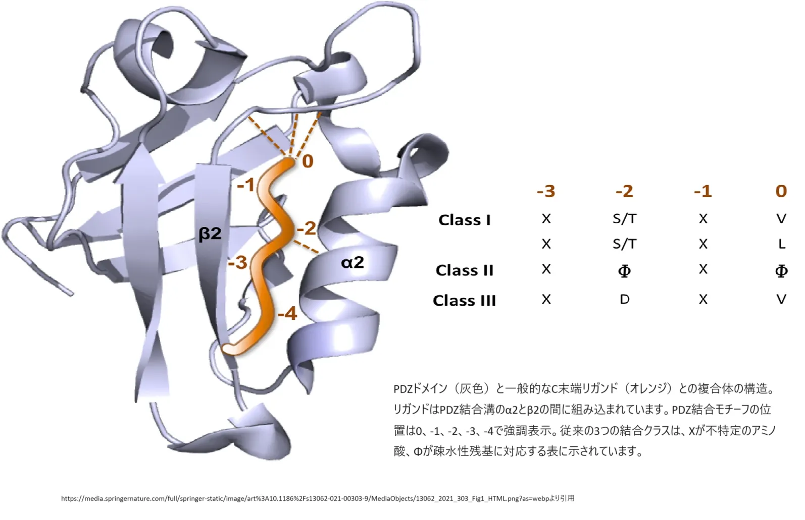 PDZドメインの構造