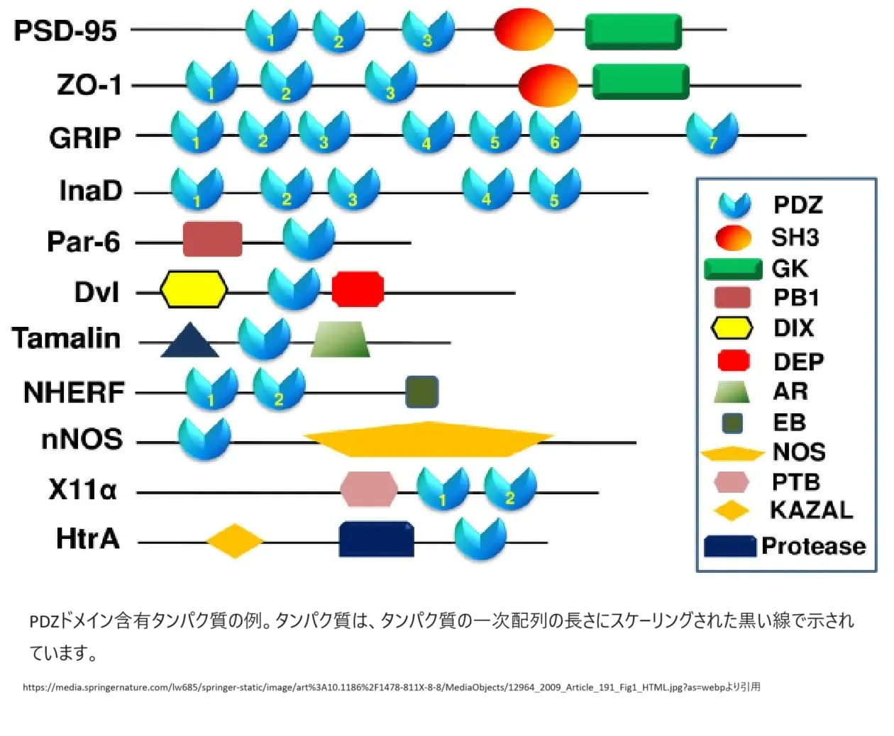 PZDドメイン含有タンパク質