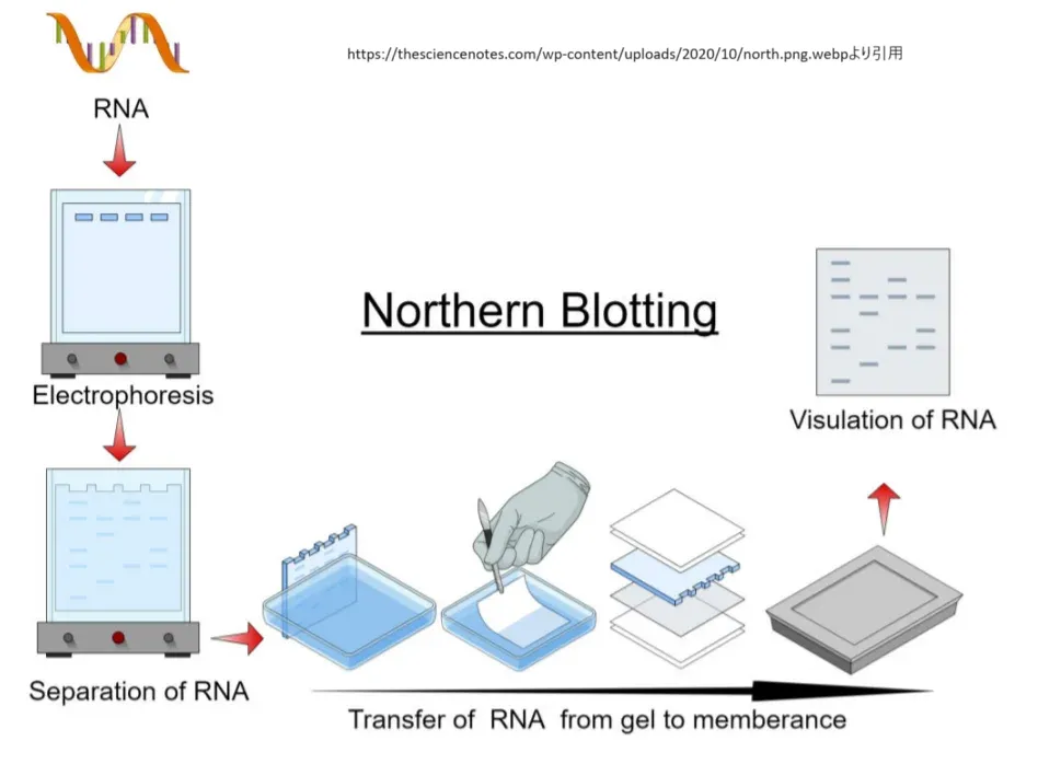 ノーザンブロット