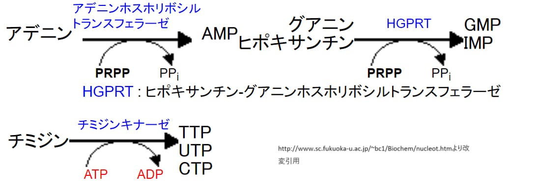 プリンヌクレオチドのサルベージ合成