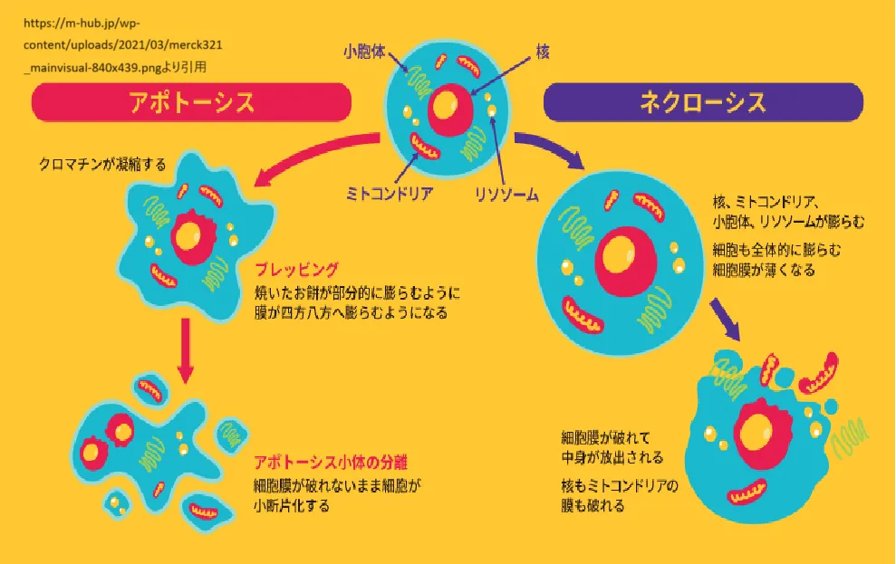 ネクローシスとアポトーシス