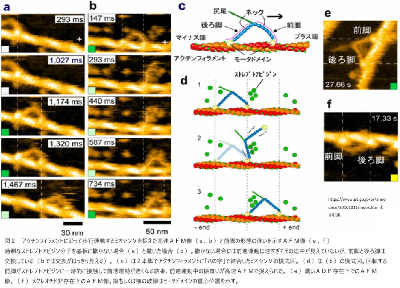 アクチンフィラメントに沿って歩行運動するミオシンV