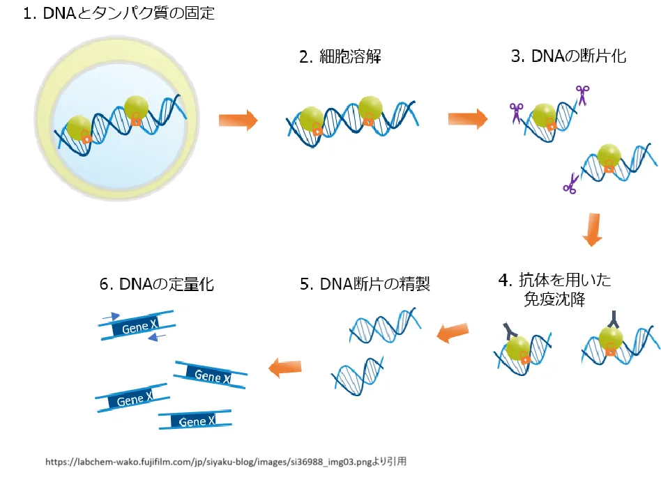 クロマチン免疫沈降法