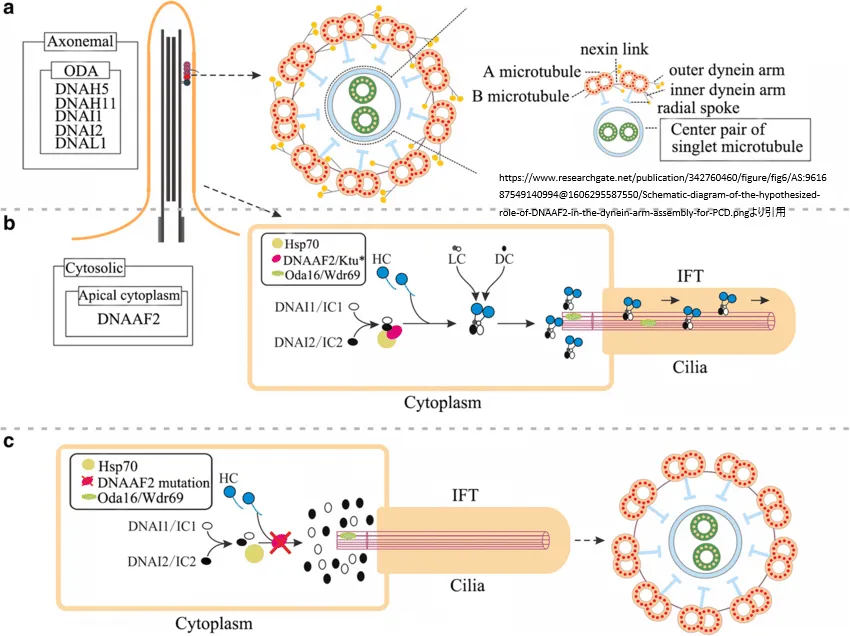 ダイニン分子の会合