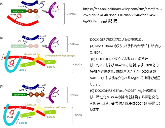 DOCKファミリーRho GEFs