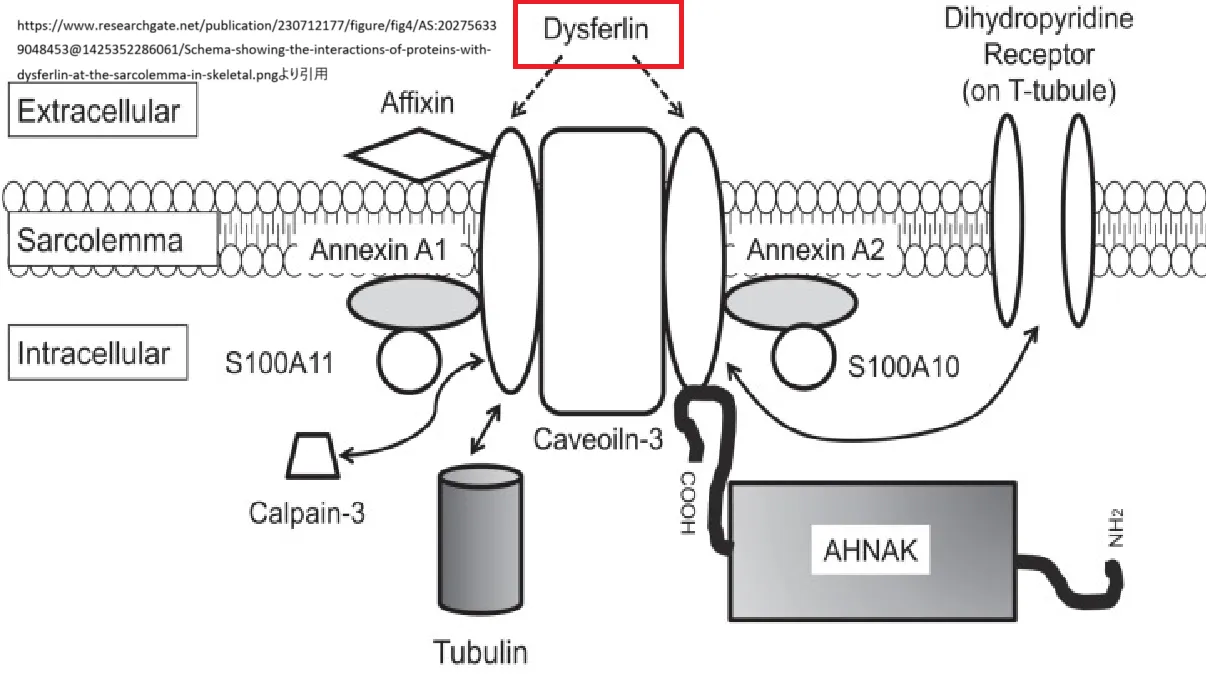 dysferilin