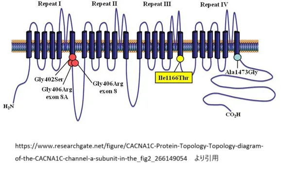 CACNA1C Protein Topology