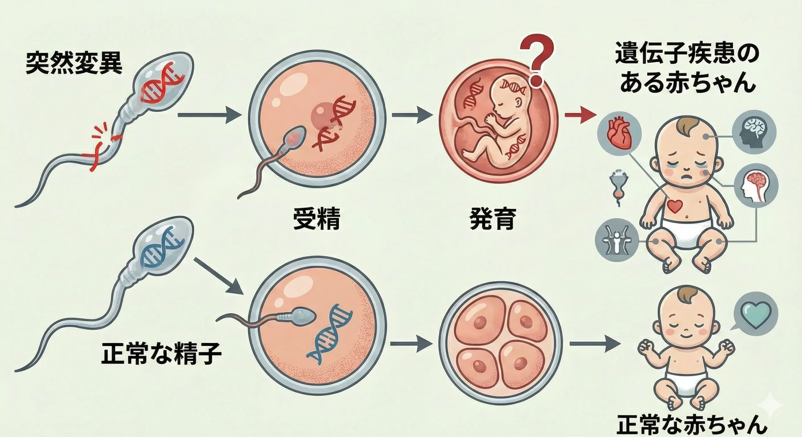 父親由来の遺伝子変異が子へ伝わるイメージ