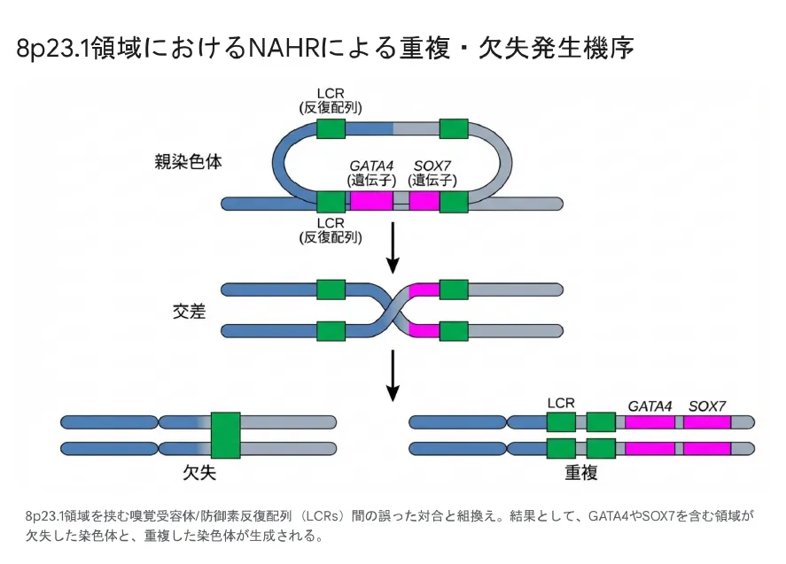 8p23.1領域におけるNAHRによる重複・欠失発生機序