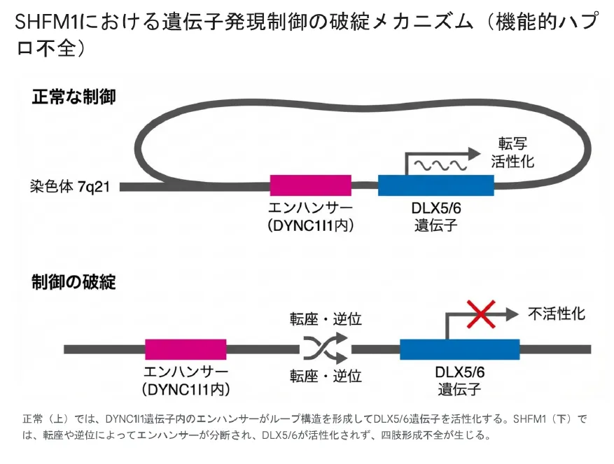 SHFM1における遺伝子発現制御の破綻メカニズム（機能的ハプロ不全）