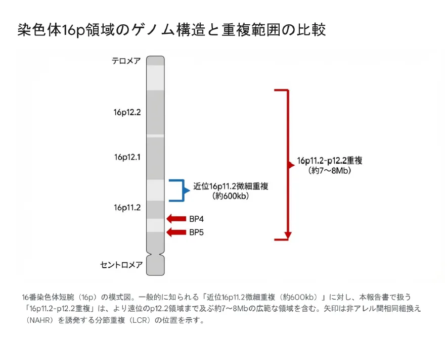 染色体16p領域のゲノム構造と重複範囲の比較