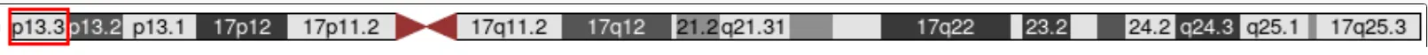 17p13.3の17番染色体上の位置