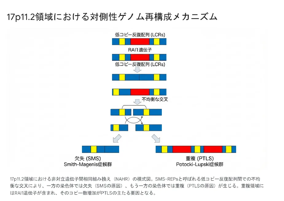 17p11.2領域における対側性ゲノム再構成メカニズム