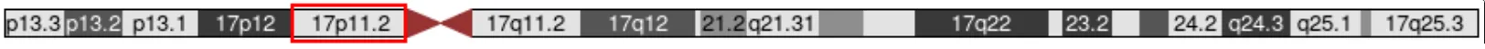 第17番染色体における17p11.2の位置