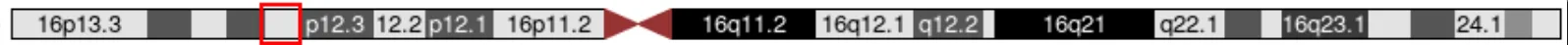 第16番染色体における16p13.11の位置