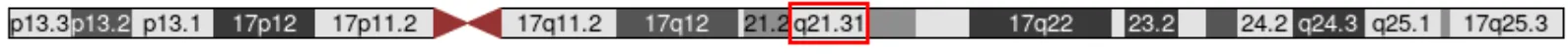 17q21.31の第17番染色体における位置