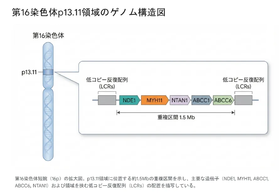 16p13.11領域のゲノム構造とLCR配置図