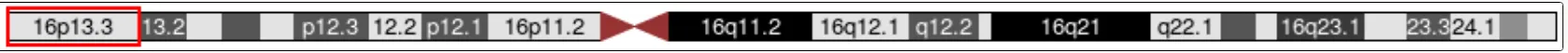 16p13.3の第16番染色体上の位置