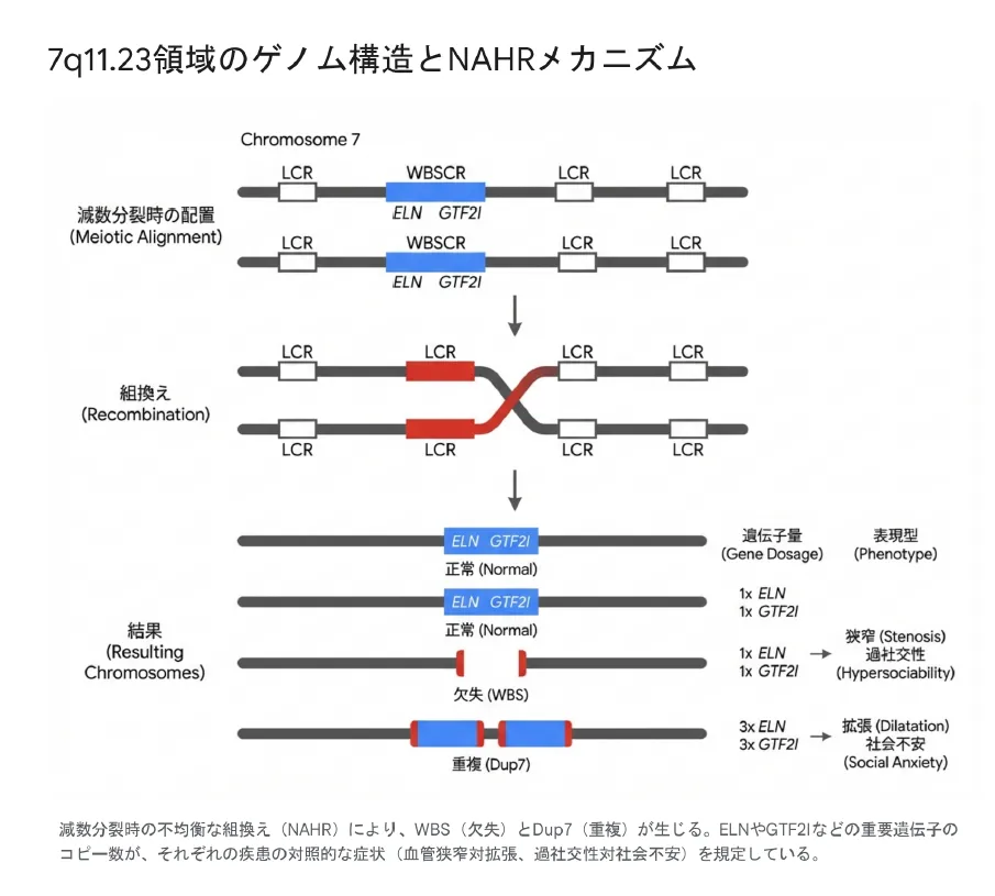 7q11.23領域のゲノム構造とNAHRメカニズム