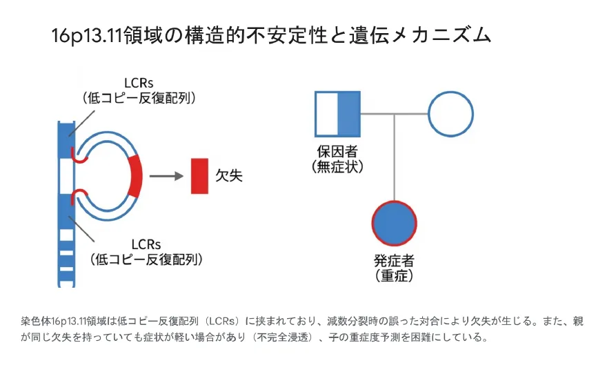16p13.11領域の構造的不安定性と遺伝メカニズム