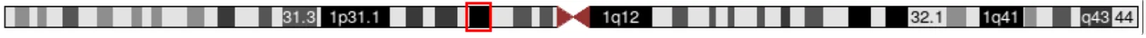1p21.1の第1番染色体における位置