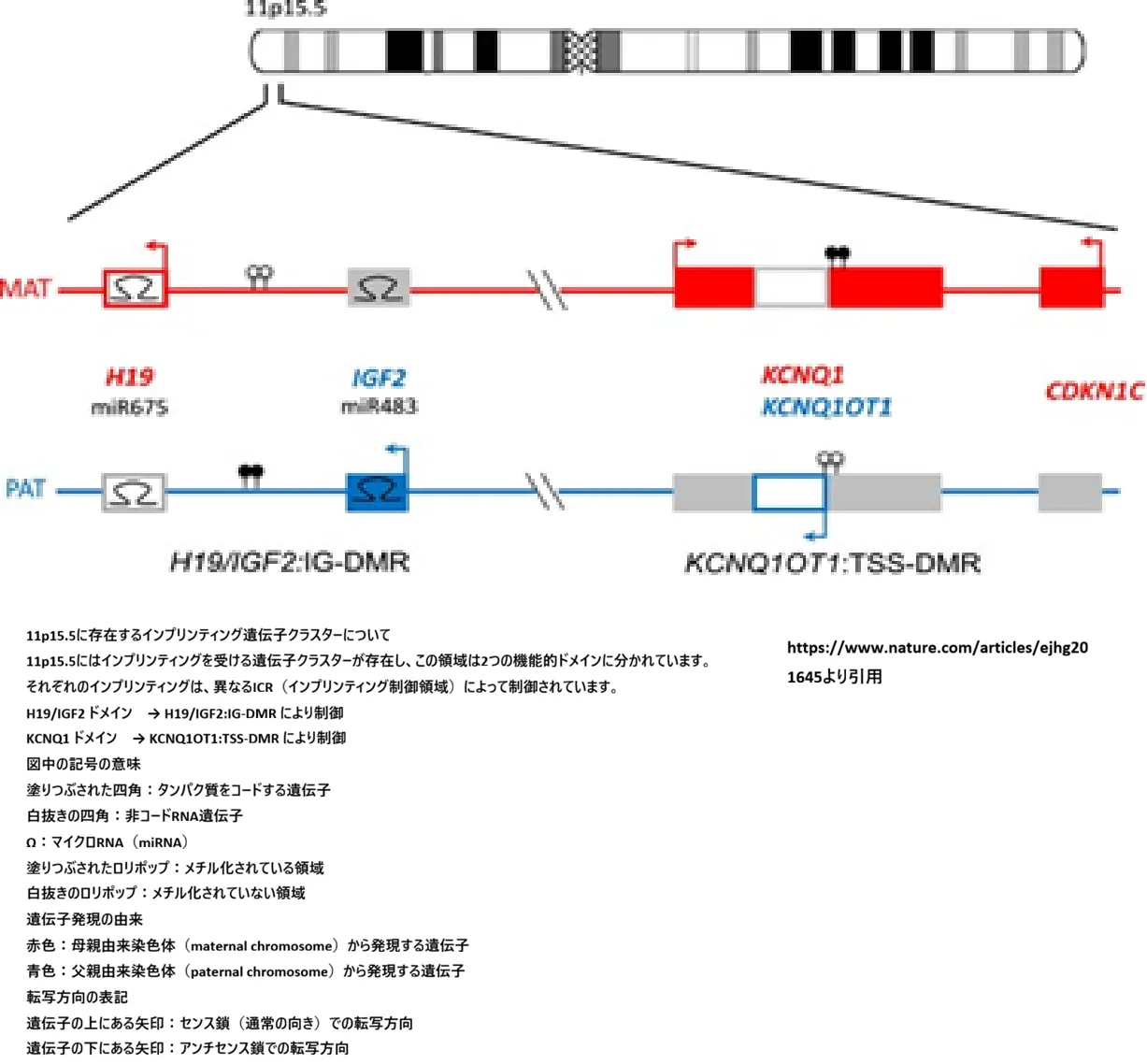11p15.5インプリンティング領域(H19/IGF2)の模式図