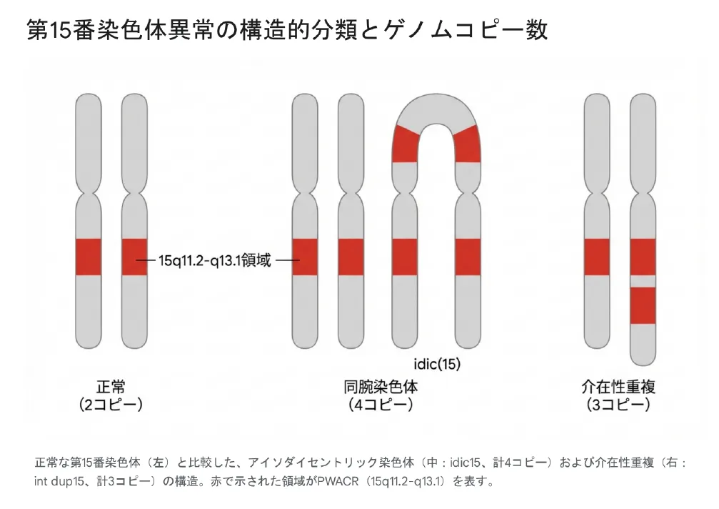 15q11-13微小重複症候群における第15番染色体上の構造的分類とゲノムコピー数