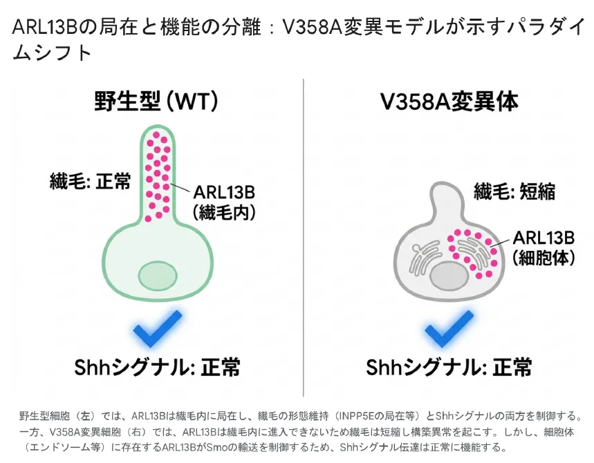 ARL13Bの局在と機能の分離：V358A変異モデルが示すパラダイムシフト