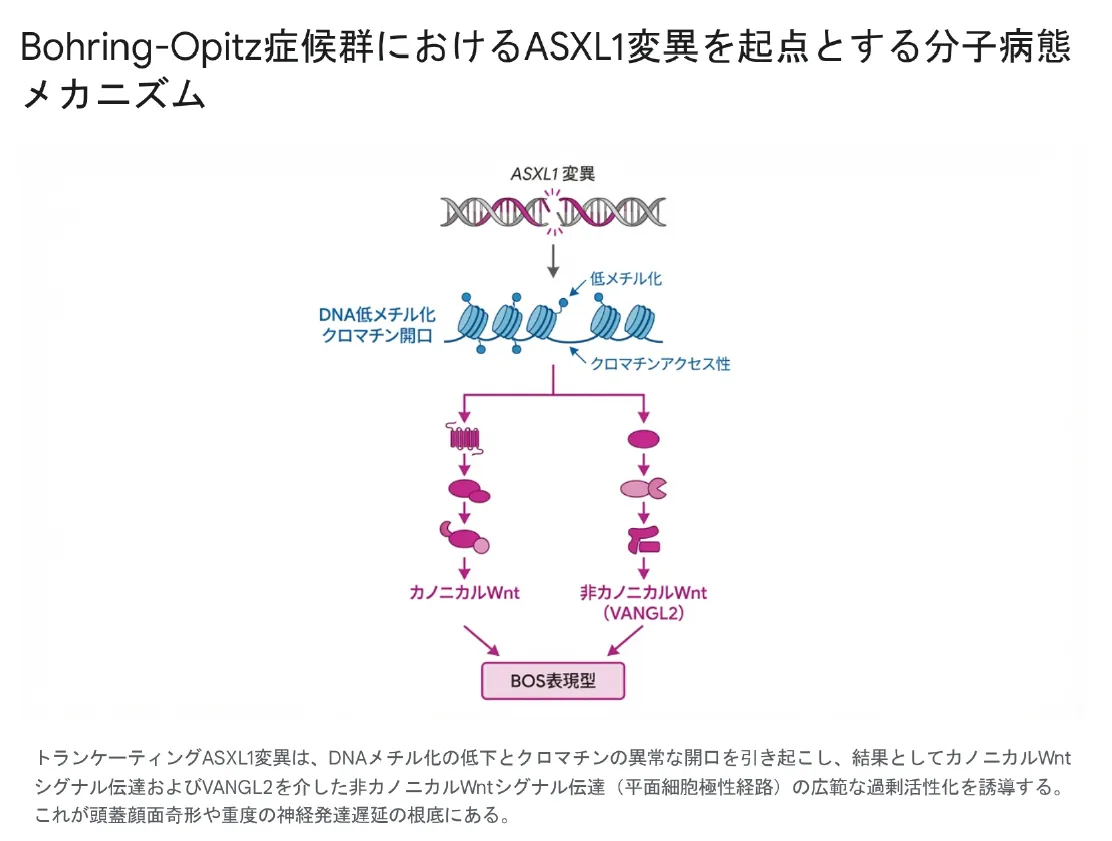 Bohring-Opitz症候群におけるASXL1変異を起点とする分子病態メカニズム