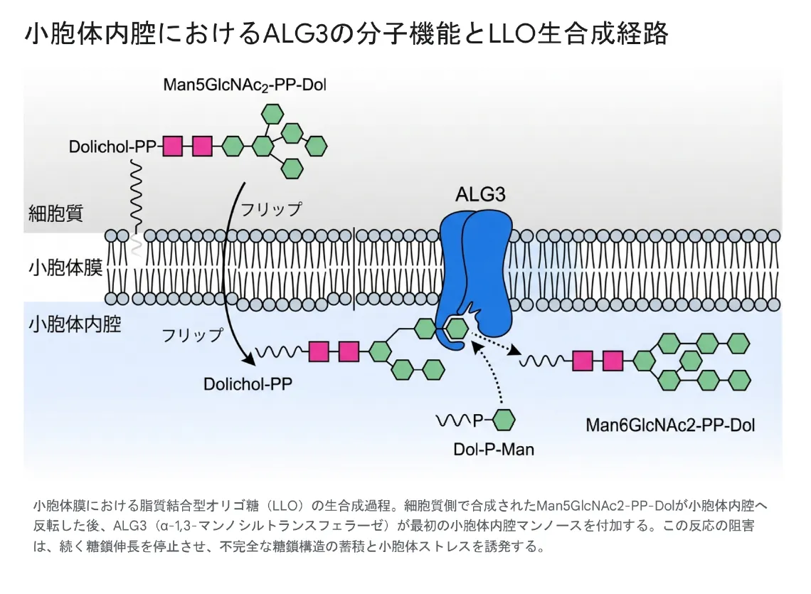 小胞体内宮におけるALG3の分子機構とLLO生合成経路