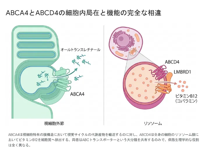 ABCA4とABCD4の細胞内局在と機能の完全な相違