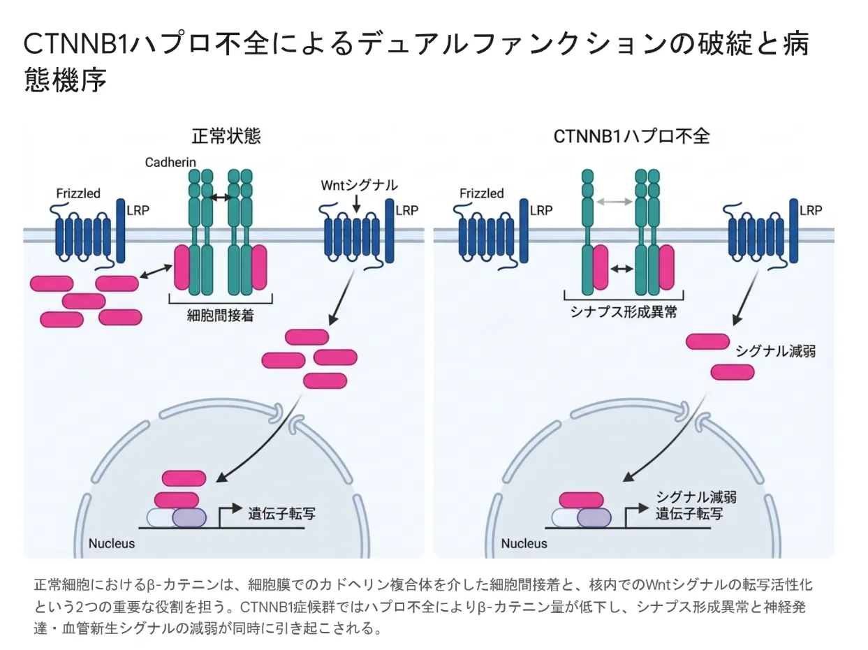 CTNNB1ハプロ不全によるデュアルファンクションの破綻と病態機序