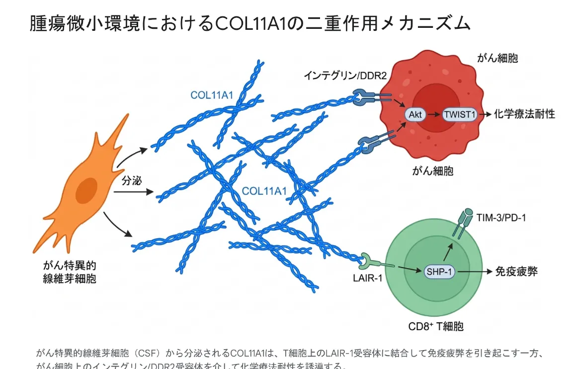 腫瘍微小環境におけるCOL11A1の二重の働き