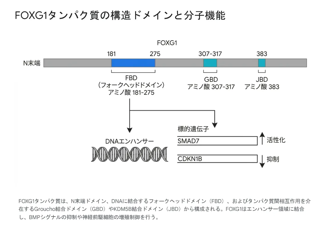 FOXG1タンパク質の構造ドメインと分子機能